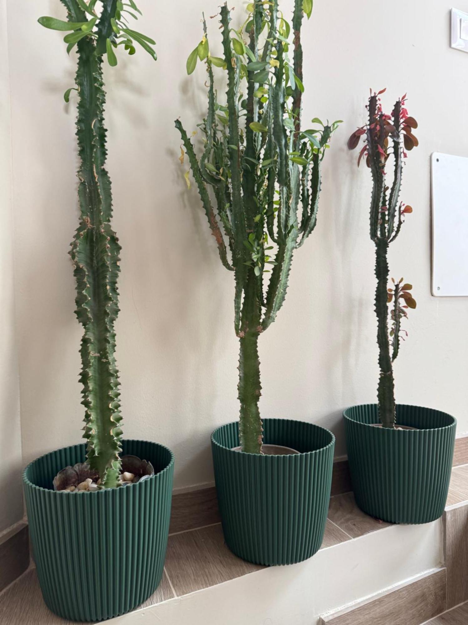 クルス・デ・テヘーダ Loft 360º View - La Casa De La Esquinaヴィラ エクステリア 写真